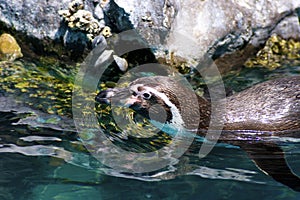 Humboldt Penguin Swims  701792