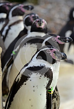 Humboldt Penguin Totem