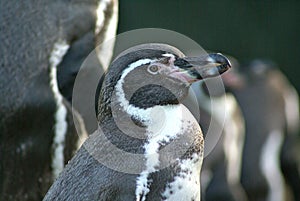 Humboldt Penguin at Twycross zoo