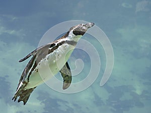 Humboldt penguin under water