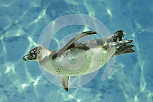 Humboldt penguin under water