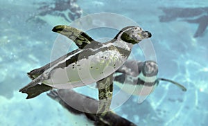 Humboldt penguin under water