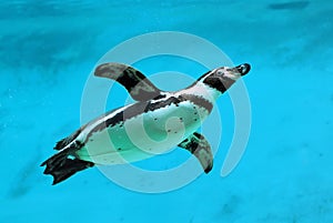 Humboldt penguin under water photo