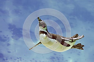 Humboldt penguin under water