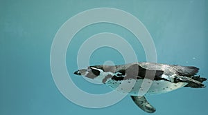 Humboldt Penguin underwater gliding/ Swimming