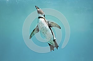 Humboldt penguin underwater swimming wings open looking