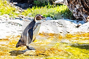 Humboldt Penguin by Water in Daylight