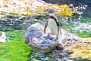 Humboldt Penguin by Water in Daylight