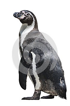 Humboldt penguin on white background