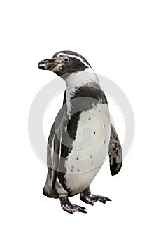 Humboldt penguin on white background