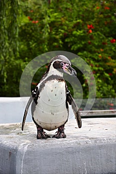 Humboldt penguin in zoo