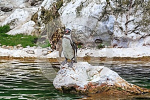 Humboldt penguin at the zoo