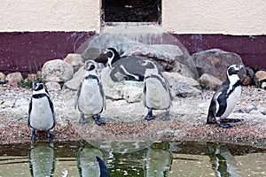 Humboldt penguins