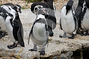 Humboldt Penguins