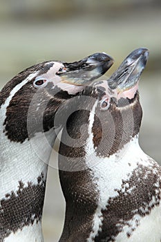 Humboldt penguins