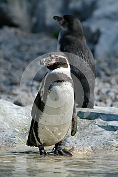 Humboldt Penguins