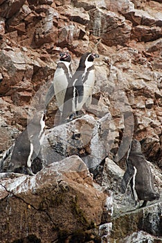 The Humboldt penguins