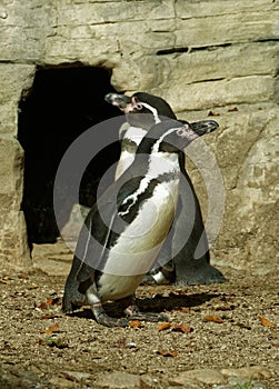 Humboldt penguins