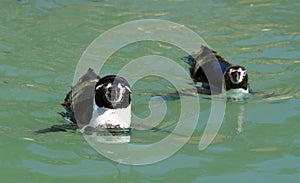 The Humboldt Penguins