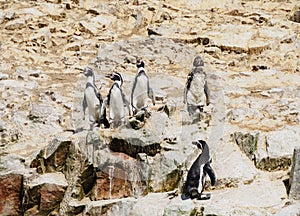 Humboldt penguins on Ballestas Islands in Peru