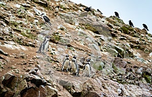 Humboldt penguins on the Ballestas Islands in Peru