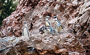 Humboldt penguins on the Ballestas Islands in Peru