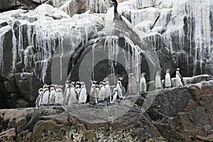 Humboldt penguins on guano island