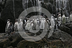 Humboldt penguins on guano island