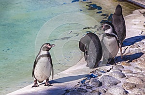 Humboldt penguins Latin: Spheniscus humboldti