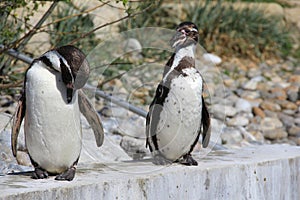 Humboldt penguins at Marwell Zoo