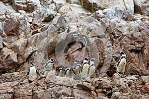 Humboldt Penguins in Peru