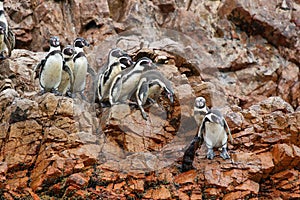 Humboldt Penguins in Peru