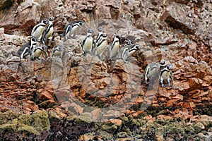Humboldt Penguins in Peru