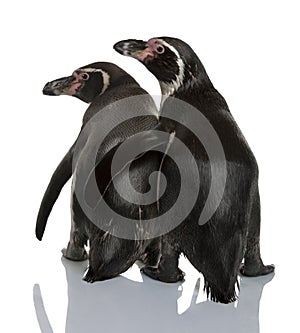 Humboldt Penguins, Spheniscus humboldti photo