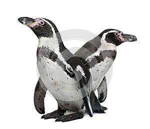 Humboldt Penguins, Spheniscus humboldti photo