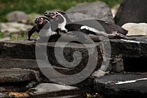 Humboldt penguins (Spheniscus humboldti)