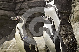 Humboldt penguins or Spheniscus Humboldti