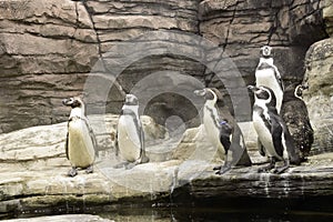 Humboldt penguins or Spheniscus Humboldti