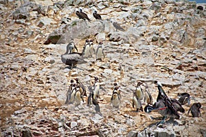 Humboldt penguins standing along the rocks of Las Islas Ballestas Paracas Peru