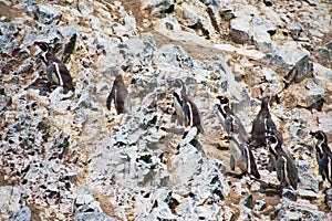 Humboldt Penguins standing lined up on a rocky cliff on Las Islas Ballestas Paracas Peru