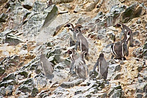 Humboldt Penguins standing on a rocky cliff on Las Islas Ballestas Paracas Peru