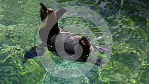 Humboldt Penguins Swimming and Cleaning