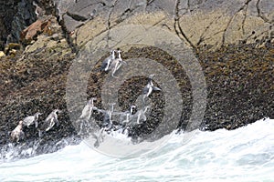 Humboldt penguins swimming in ocean
