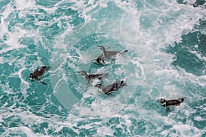 Humboldt penguins swimming peruvian coast at Ica Peru photo