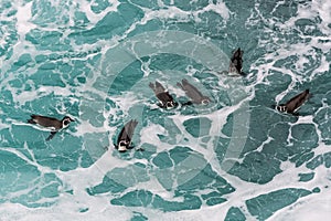 Humboldt penguins swimming in the peruvian coast at Ica Peru