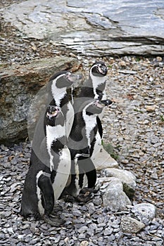 Humboldt penguins whipsnade safari park