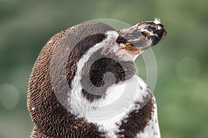 Humboldt penquin