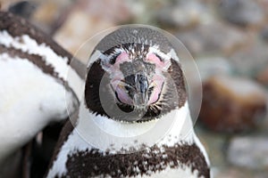 Humboldt penquin close up head shot
