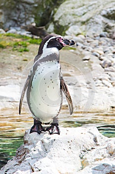 The Humboldt or Peruvian Penguin