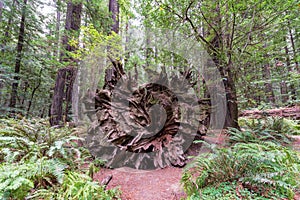 Humboldt Redwoods State Park View